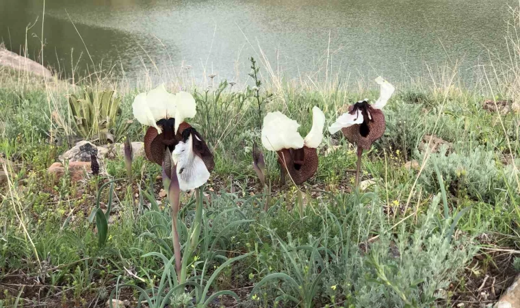 Kars’ta ‘kurt kulağı’ çiçeği göz kamaştırdı