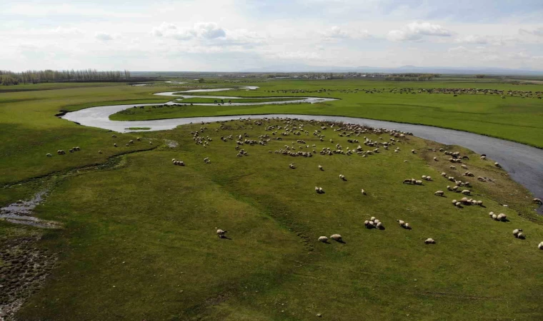 Kars’ta meralarda hayvan sesleri yükseliyor