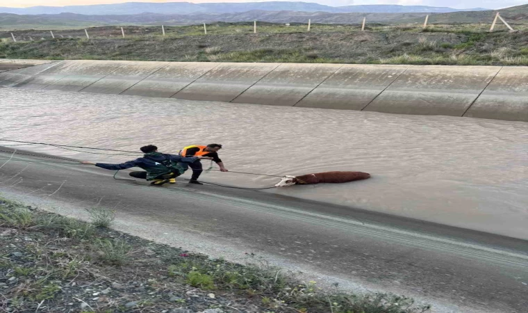 Kars’ta sulama kanalına düşen hayvanlardan 2’si telef oldu