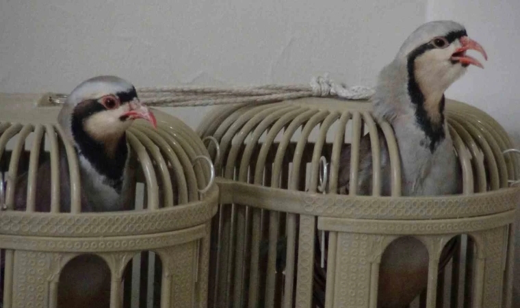 Keklik kafesi geçim kaynağı oldu