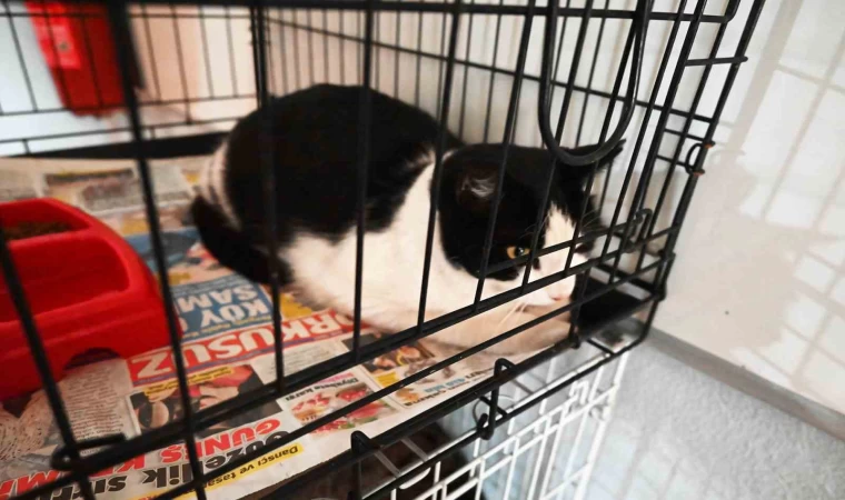 Kemer Barınağında Nisan ayında 210 hayvan kısırlaştırıldı