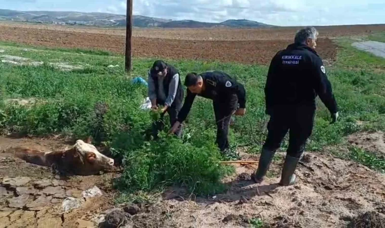 Kırıkkale’de bataklığa saplanan ineği itfaiye kurtardı