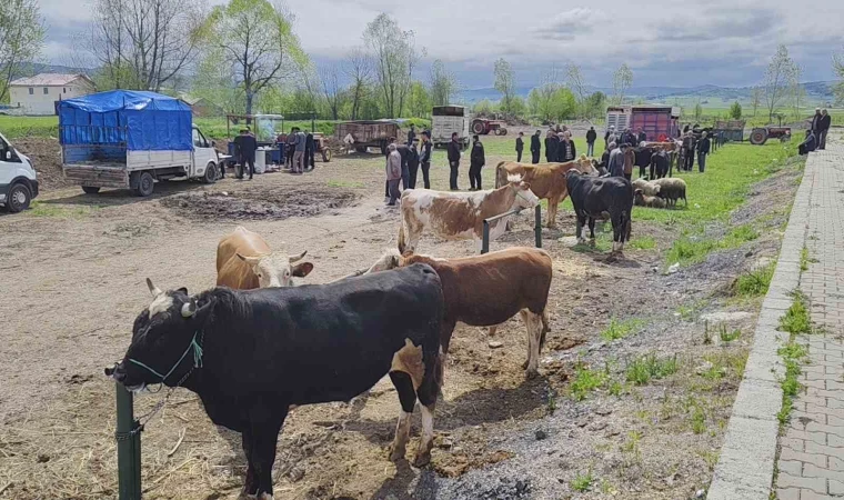 Kurbanlar pazara girdi