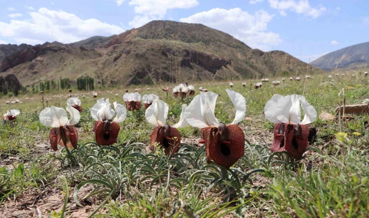 Kurt kulağı çiçekleri açtı