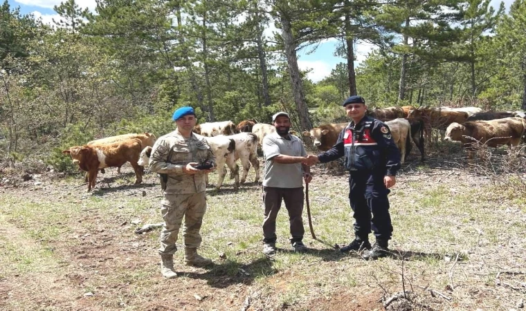 Kütahya’da kayıp büyükbaş hayvanlar dronla bulundu