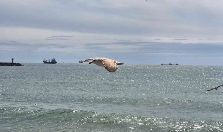 Limana hapsoldular: 5 gündür çıkamıyorlar