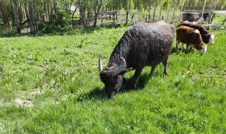 Malazgirt’ten kaçan manda Patnos’ta ortaya çıktı; 50 kilometre yürümüş, Murat Nehri’ni geçmiş
