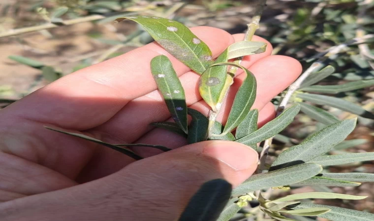 Manisalı zeytin üreticilerine önemli uyarı