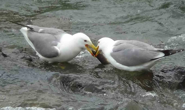 Martıların balık kavgası