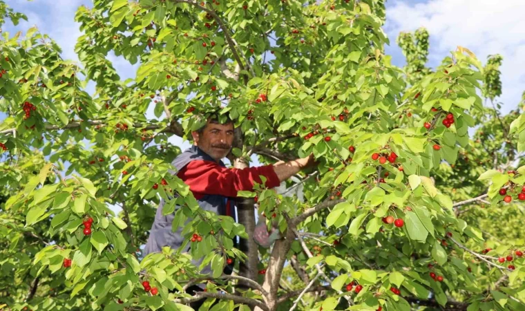 Misafir kirazında hasat vakti
