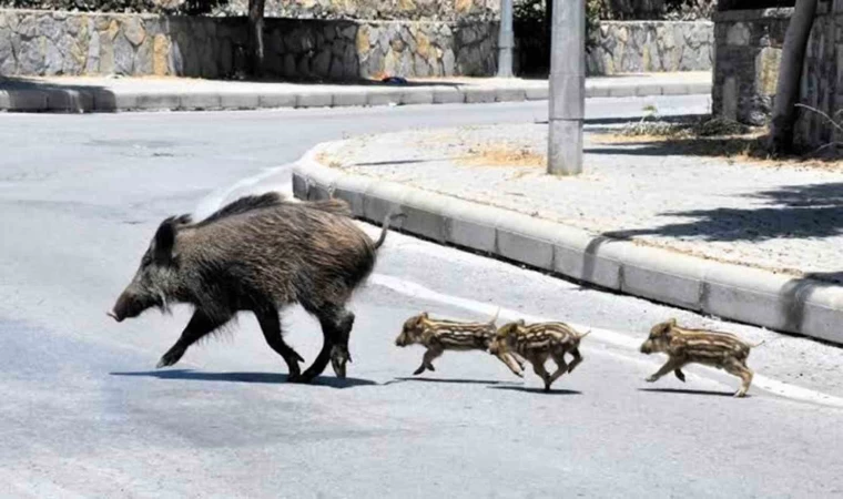 Muğla’da yaban domuzlarıyla mücadele kararı