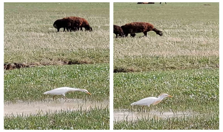 Nadir görülen sığır balıkçılı Diyadin’de