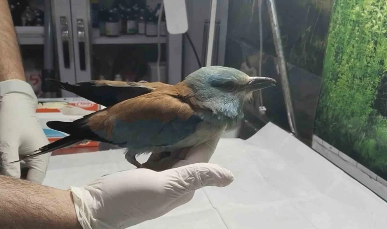 Nesli tükenmekte olan gökkuzgun Sırbistan’dan Denizli’ye uçtu