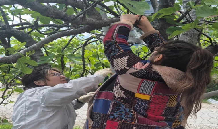 Ortaca’da Kahverengi Kokarca’ya karşı tuzaklı takip başladı