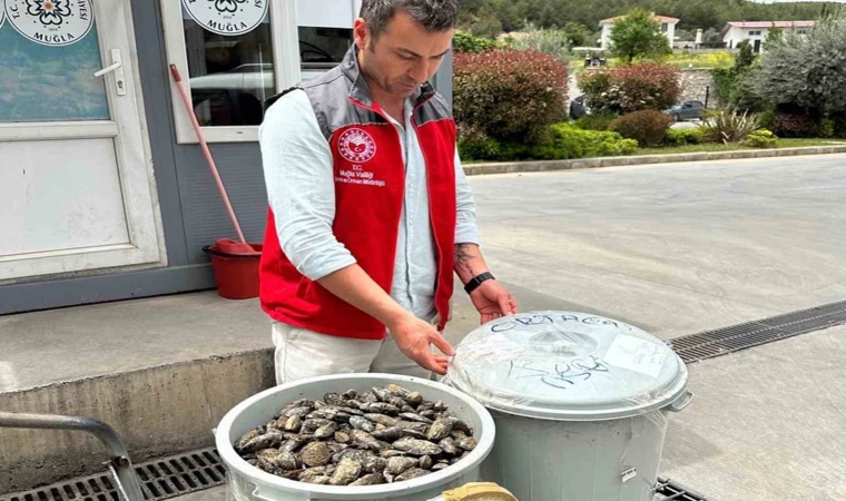 Otobüsün bagajında çöp kovasında taşınan 100 kilo midyeye el konuldu