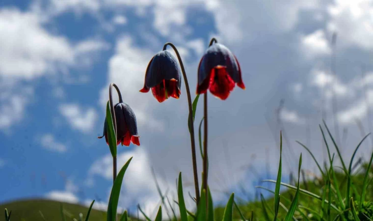 Palandöken’de Kaf ve Mor Laleler açtı