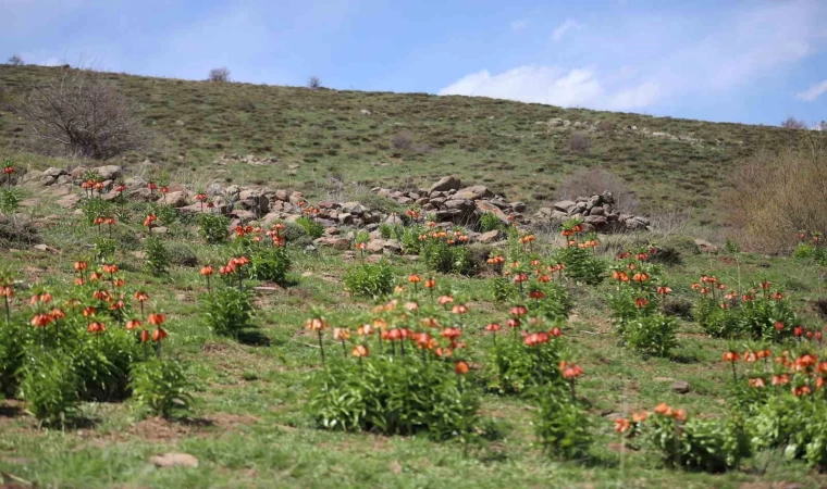 Sadece 20 gün açan ters laleyi koparmanın cezası araba parası