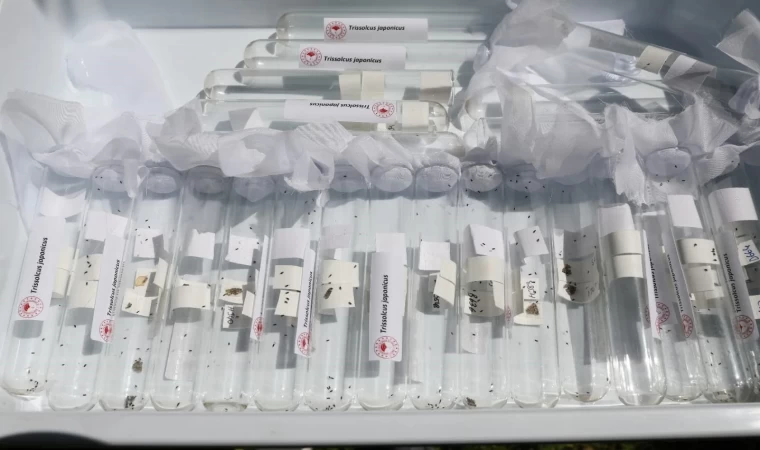 Salihli’de 3 bin ‘Samuray Arıcığı’ doğaya salındı