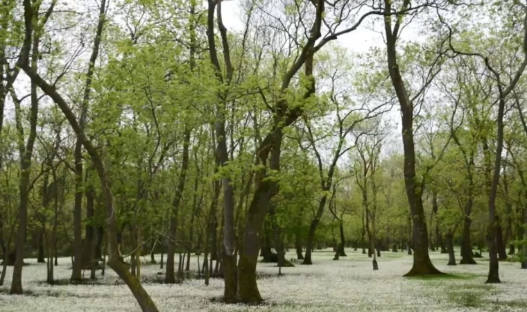 Samsun Kızılırmak Deltası: Karadeniz’in sessiz cenneti