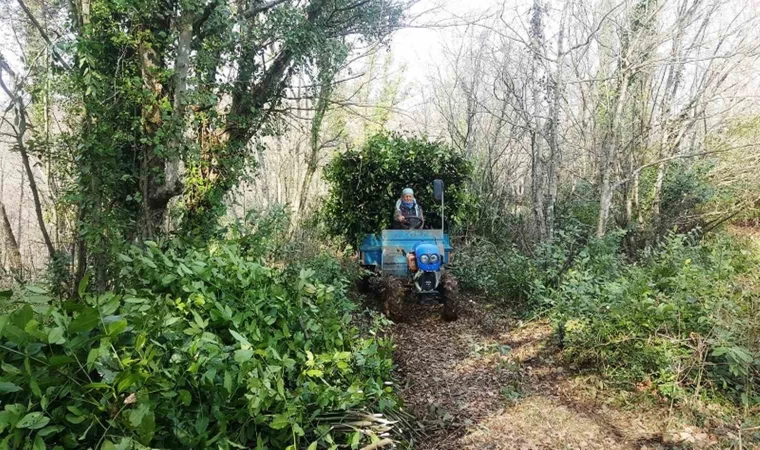 Samsun’da bu yıl bin 965 ton defne yaprağı üretilecek