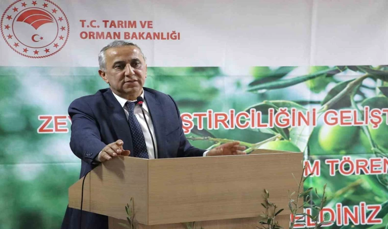 Samsun’da zeytin yetiştiriciliği yeniden canlanıyor