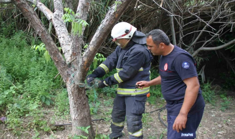 Serik’te ağlara dolanan yılanı itfaiye kurtardı