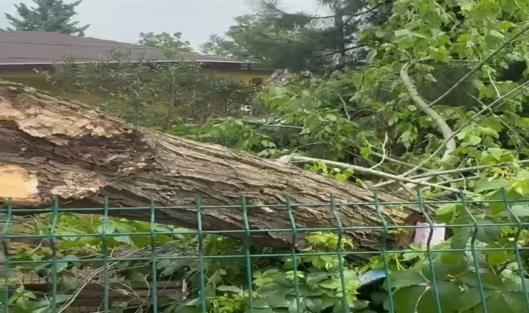 Siirt’te şiddetli rüzgar ağaçları devirdi