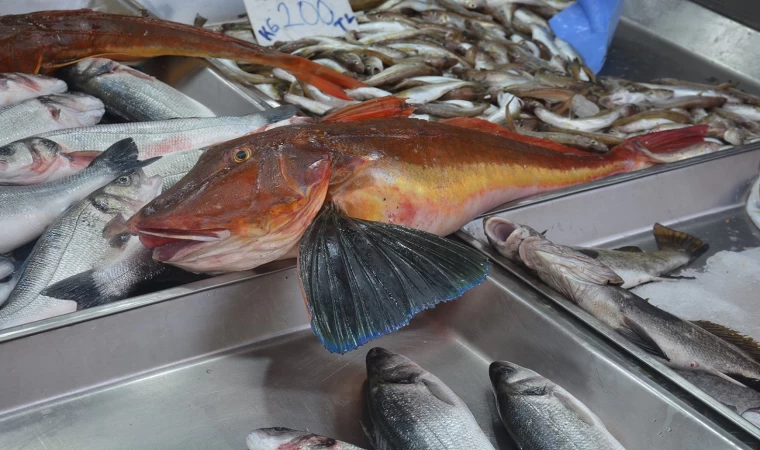 Sinop’ta 5 kiloluk kırlangıç balığı yakalandı