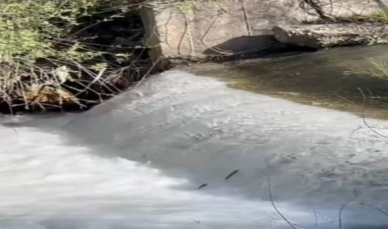 Siraz balıklarının akıntıya karşı göçü başladı