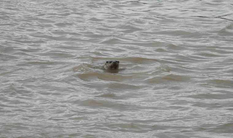 Sivas’ta nesli tehdit altındaki su samuru görüntülendi