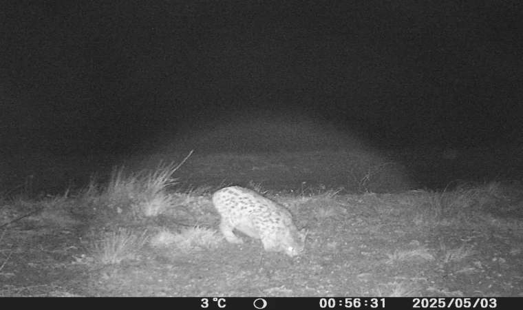 Sivas’ta vahşi yaşam böyle görüntülendi