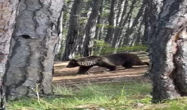 Soğuksu Milli Parkı’nda ayılar görülmeye başlandı