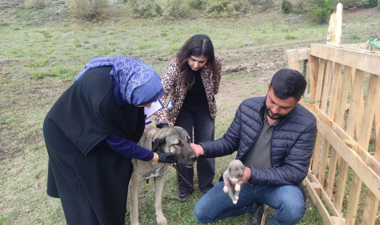Sosyal medyada linç edilmişti, o köpeğin sahibi konuştu