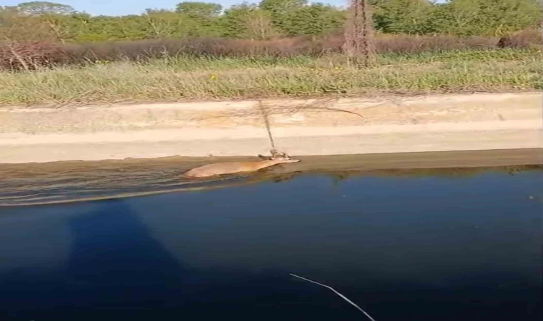 Sulama kanalına düşen karaca vatandaşlar tarafından kurtarıldı