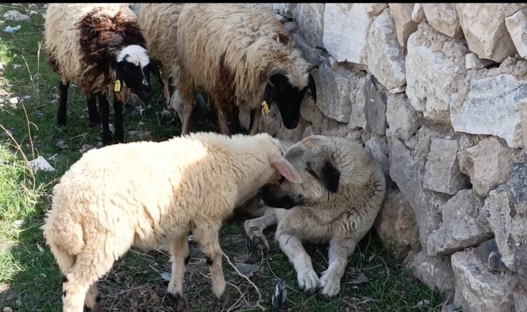 Sürünün sessiz koruyucusu, kalpleri fethetti