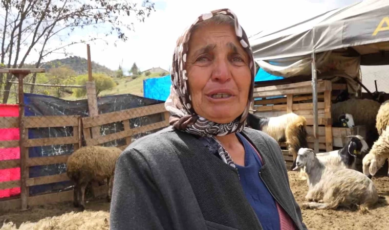 Sürüsünü kurtlara kaptıran kadın gözyaşlarını tutamadı: ”Hepsi evladım gibiydi”