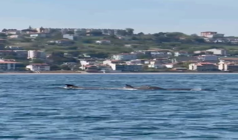 Tekirdağ açıklarında yunus sürüsü görüntülendi