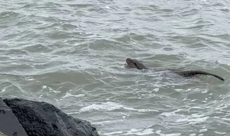 Tekirdağ kıyılarında su samuru görüntülendi