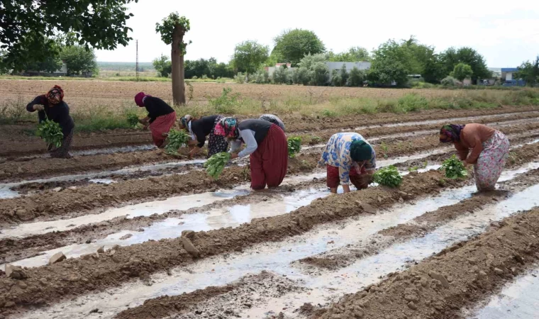 Tescilli Birecik Patlıcanda ekim zamanı