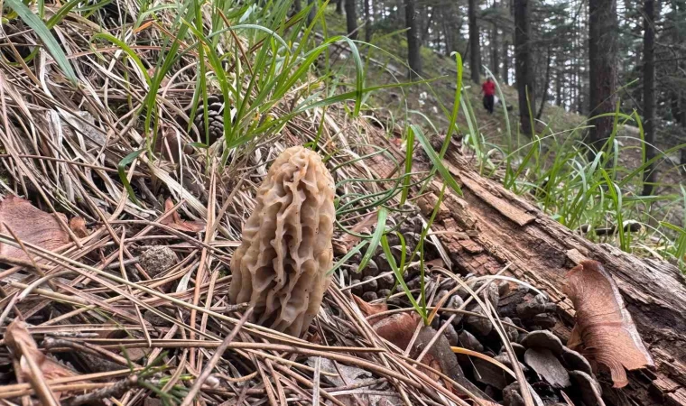 Toplaması bir tutku: Torosların bereketi ”Kuzugöbeği” mantarı