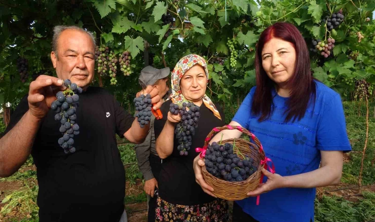 Turfanda ’Siyah İnci’ hasadı başladı