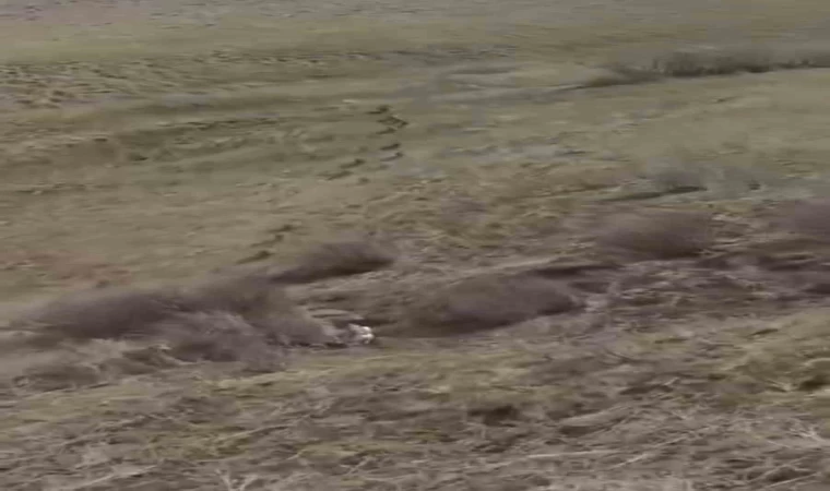 Türkiye-İran sınırında domuz sürüsü görüntülendi