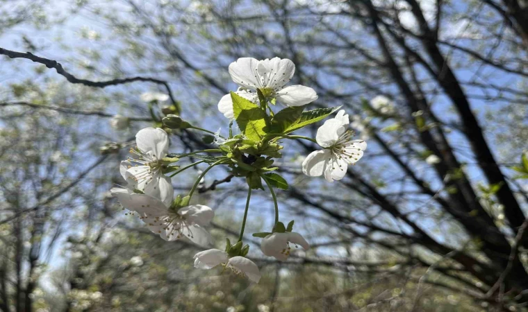 Uzmanı uyardı: ”Sabah saatlerinde camları açmayın”