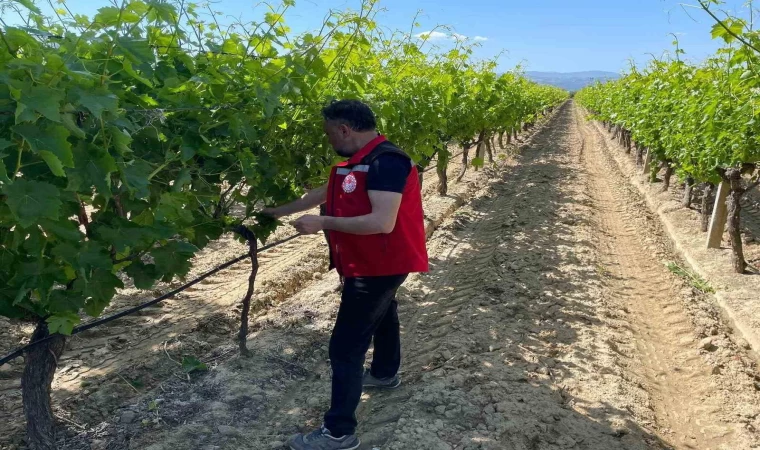 Üzüm bağlarında hasat öncesi pestisit denetimi başladı