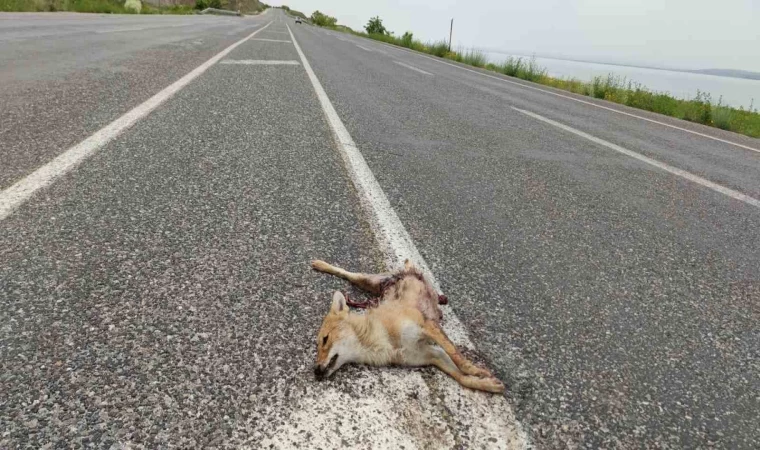 Van’da araçların çarptığı iki tilki telef oldu