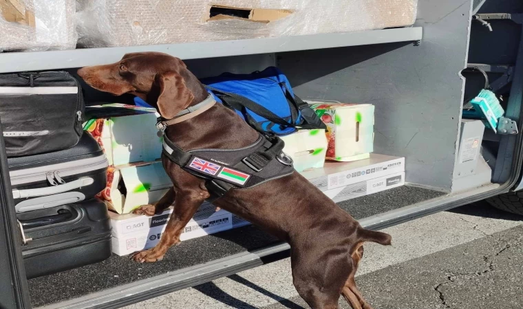 X-Ray kontrolü sırasında, beyan edilmemiş 351 bin 620 euro dedektör köpekten kaçamadı