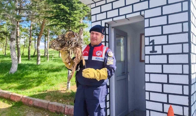 Yaralı puhu kuşu tedavi altına alındı