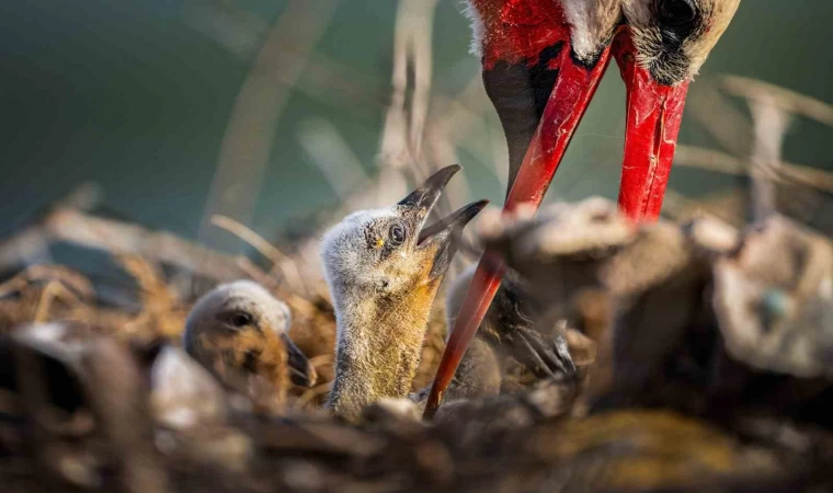 Yaren leyleğin ailesine yeni üyeler katıldı