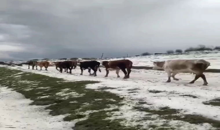Yayladaki sürülerin dolu yağışında zorlu anları kameraya yansıdı