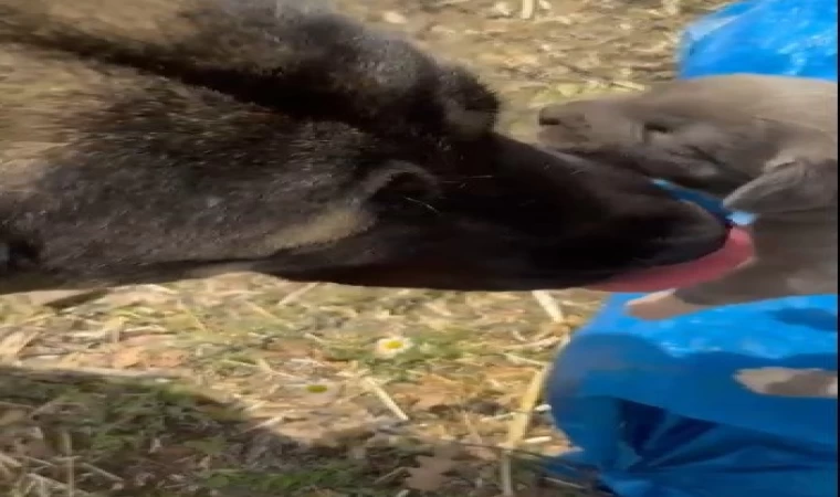 Yozgat’taki görüntü tepki çekmişti, asıl nedeni belli oldu